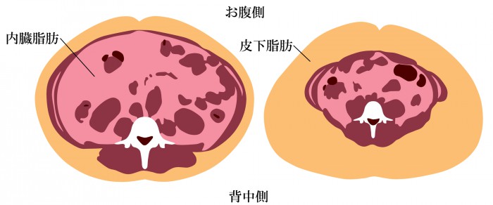 腹部の断面図
